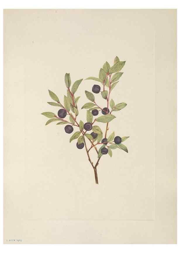 Reproducción/Reproduction 33041079858: North American wild flowers. Washington, D.C. :Smithsonian Institution,1925.. 