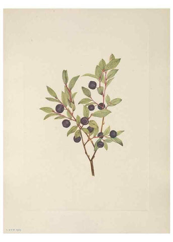 Reproducción/Reproduction 33041079858: North American wild flowers. Washington, D.C. :Smithsonian Institution,1925.. 