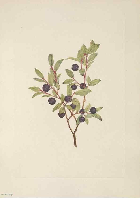 Reproducción/Reproduction 33041079858: North American wild flowers. Washington, D.C. :Smithsonian Institution,1925.. 