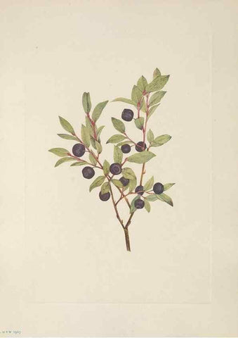 Reproducción/Reproduction 33041079858: North American wild flowers. Washington, D.C. :Smithsonian Institution,1925.. 