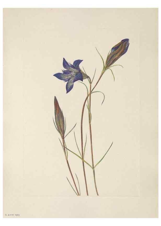 Reproducción/Reproduction 46191548384: North American wild flowers. Washington, D.C. :Smithsonian Institution,1925.. 