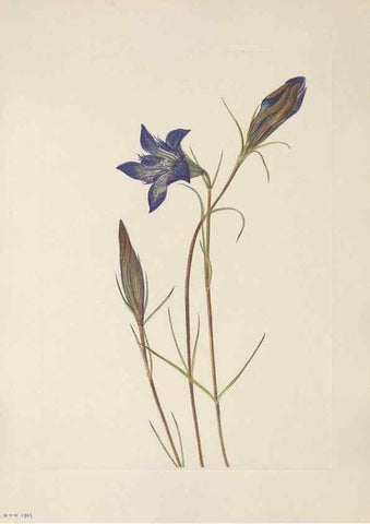 Reproducción/Reproduction 46191548384: North American wild flowers. Washington, D.C. :Smithsonian Institution,1925.. 