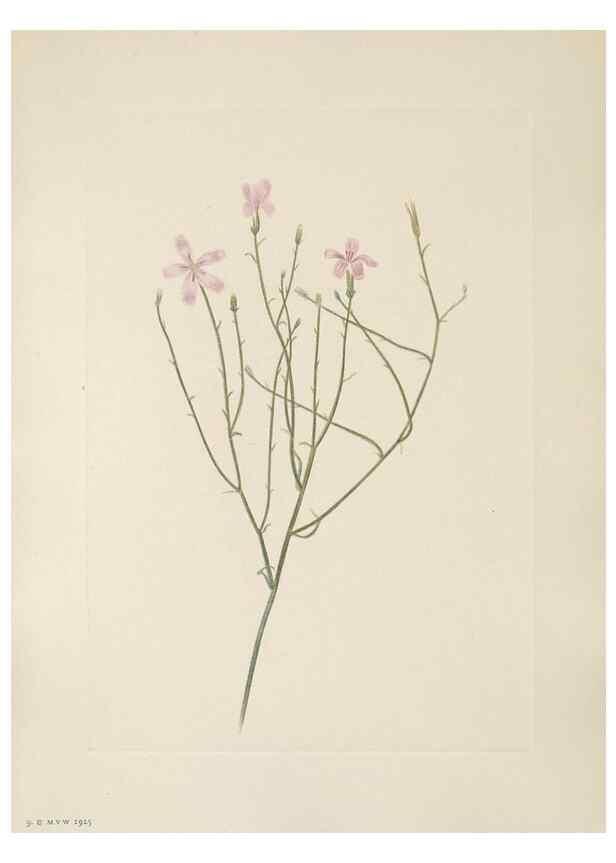 Reproducción/Reproduction 46864372012: North American wild flowers. Washington, D.C. :Smithsonian Institution,1925.. 