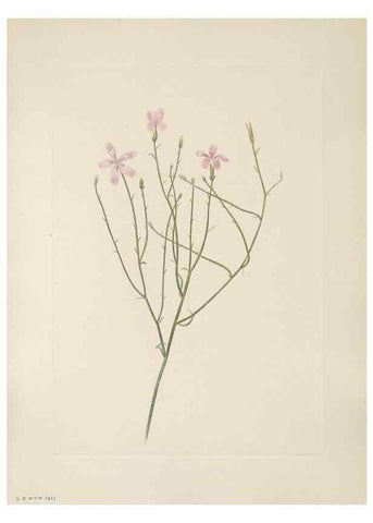 Reproducción/Reproduction 46864372012: North American wild flowers. Washington, D.C. :Smithsonian Institution,1925.. 