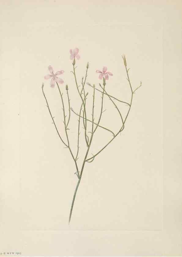 Reproducción/Reproduction 46864372012: North American wild flowers. Washington, D.C. :Smithsonian Institution,1925.. 