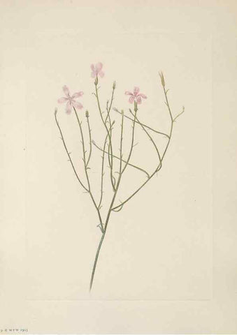 Reproducción/Reproduction 46864372012: North American wild flowers. Washington, D.C. :Smithsonian Institution,1925.. 