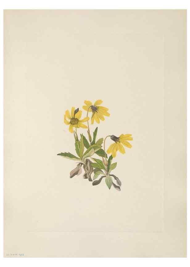 Reproducción/Reproduction 46191549094: North American wild flowers. Washington, D.C. :Smithsonian Institution,1925.. 