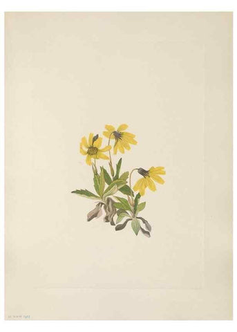Reproducción/Reproduction 46191549094: North American wild flowers. Washington, D.C. :Smithsonian Institution,1925.. 