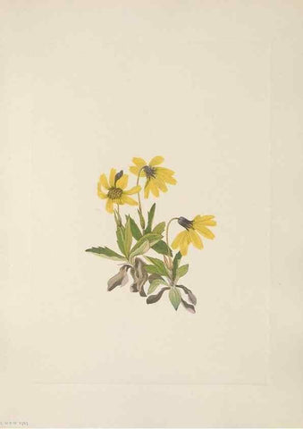 Reproducción/Reproduction 46191549094: North American wild flowers. Washington, D.C. :Smithsonian Institution,1925.. 