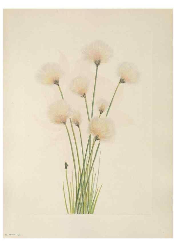 Reproducción/Reproduction 46191549774: North American wild flowers. Washington, D.C. :Smithsonian Institution,1925.. 