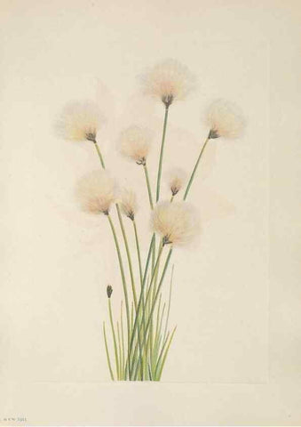 Reproducción/Reproduction 46191549774: North American wild flowers. Washington, D.C. :Smithsonian Institution,1925.. 