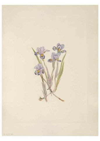 Reproducción/Reproduction 46864375482: North American wild flowers. Washington, D.C. :Smithsonian Institution,1925.. 