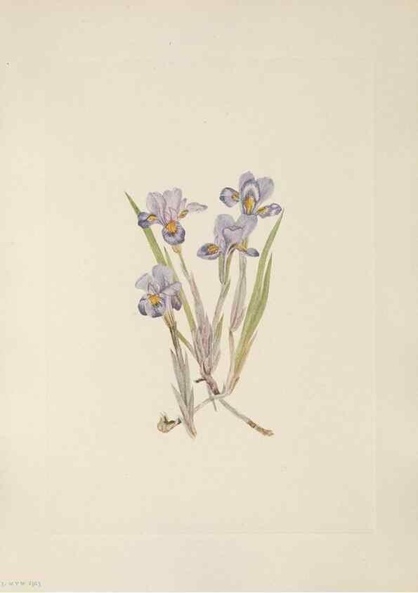 Reproducción/Reproduction 46864375482: North American wild flowers. Washington, D.C. :Smithsonian Institution,1925.. 