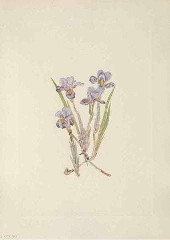 Reproducción/Reproduction 46864375482: North American wild flowers. Washington, D.C. :Smithsonian Institution,1925.. 