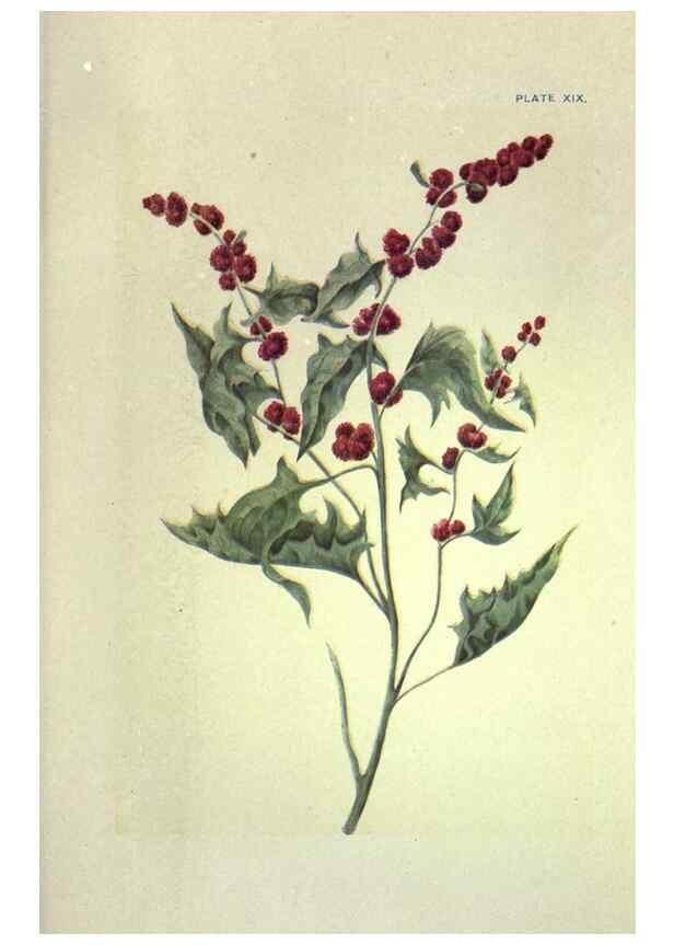 Reproducción/Reproduction 31974936127: Studies of plant life in Canada :. Toronto :W. Briggs,1906.. 