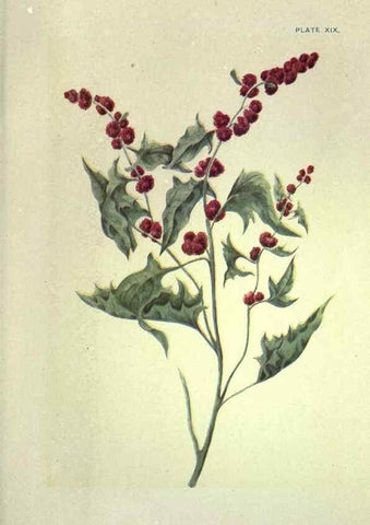 Reproducción/Reproduction 31974936127: Studies of plant life in Canada :. Toronto :W. Briggs,1906.. 