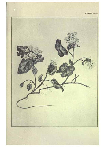 Reproducción/Reproduction 46191255414: Studies of plant life in Canada :. Toronto :W. Briggs,1906.. 