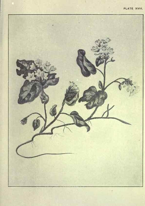 Reproducción/Reproduction 46191255414: Studies of plant life in Canada :. Toronto :W. Briggs,1906.. 