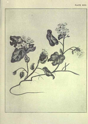 Reproducción/Reproduction 46191255414: Studies of plant life in Canada :. Toronto :W. Briggs,1906.. 