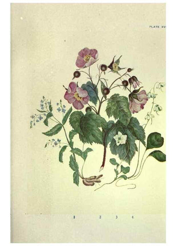 Reproducción/Reproduction 46191254834: Studies of plant life in Canada :. Toronto :W. Briggs,1906.. 