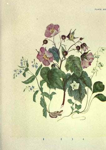 Reproducción/Reproduction 46191254834: Studies of plant life in Canada :. Toronto :W. Briggs,1906.. 