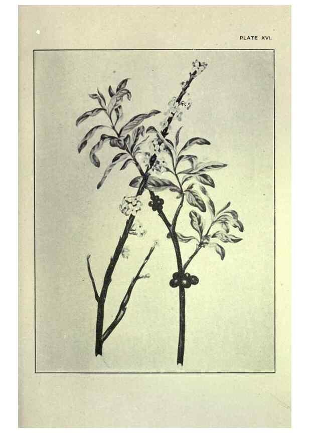 Reproducción/Reproduction 46191254124: Studies of plant life in Canada :. Toronto :W. Briggs,1906.. 