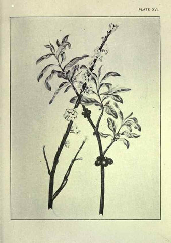 Reproducción/Reproduction 46191254124: Studies of plant life in Canada :. Toronto :W. Briggs,1906.. 