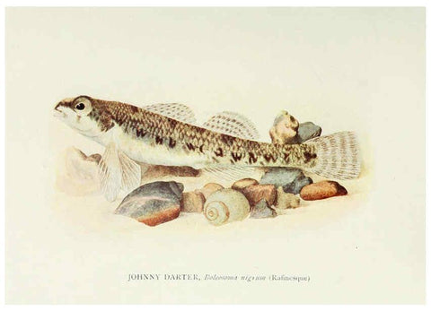 Reproducción/Reproduction 33035085958: The fishes of Illinois,. [Danville, Ill.] :Pub. by authority of the state Legislature,[1908]. 