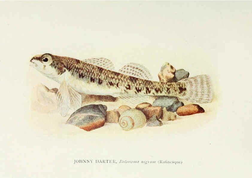 Reproducción/Reproduction 33035085958: The fishes of Illinois,. [Danville, Ill.] :Pub. by authority of the state Legislature,[1908]. 