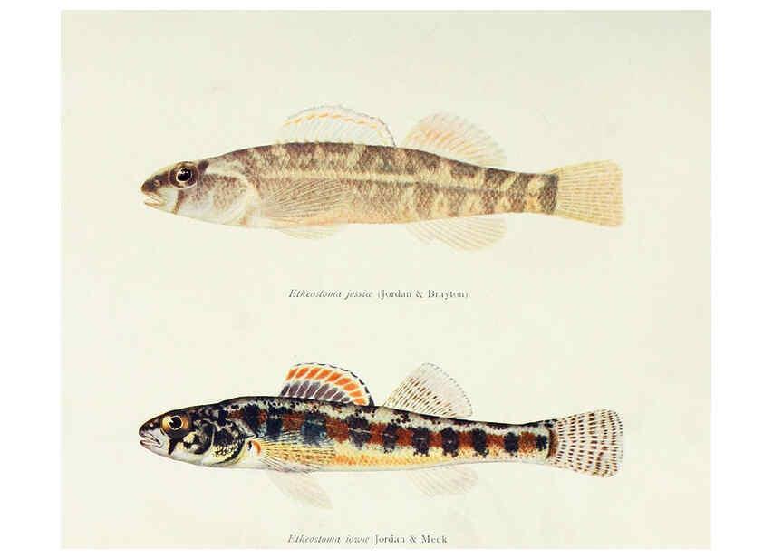 Reproducción/Reproduction 31969331107: The fishes of Illinois,. [Danville, Ill.] :Pub. by authority of the state Legislature,[1908]. 