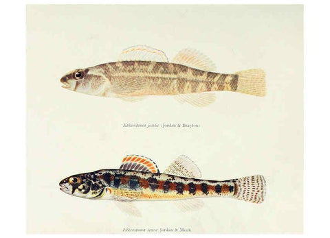 Reproducción/Reproduction 31969331107: The fishes of Illinois,. [Danville, Ill.] :Pub. by authority of the state Legislature,[1908]. 