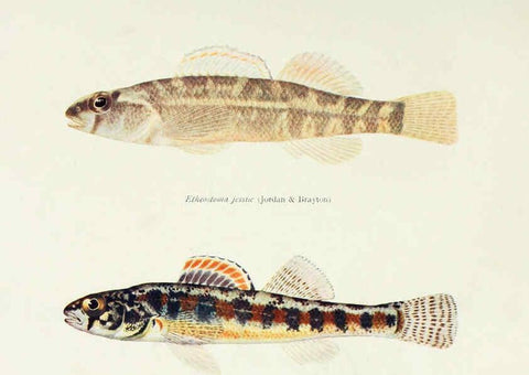 Reproducción/Reproduction 31969331107: The fishes of Illinois,. [Danville, Ill.] :Pub. by authority of the state Legislature,[1908]. 