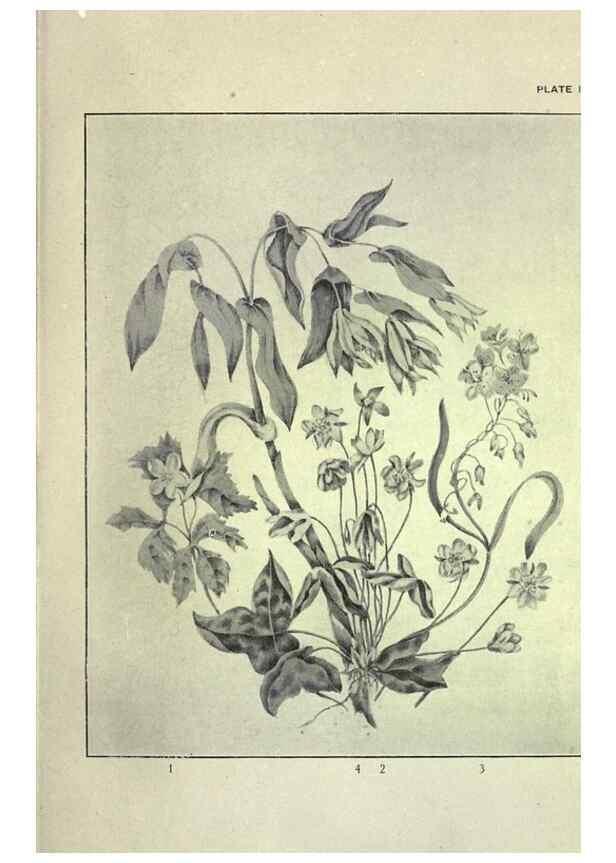 Reproducción/Reproduction 46864070412: Studies of plant life in Canada :. Toronto :W. Briggs,1906.. 