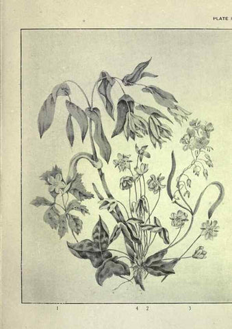 Reproducción/Reproduction 46864070412: Studies of plant life in Canada :. Toronto :W. Briggs,1906.. 
