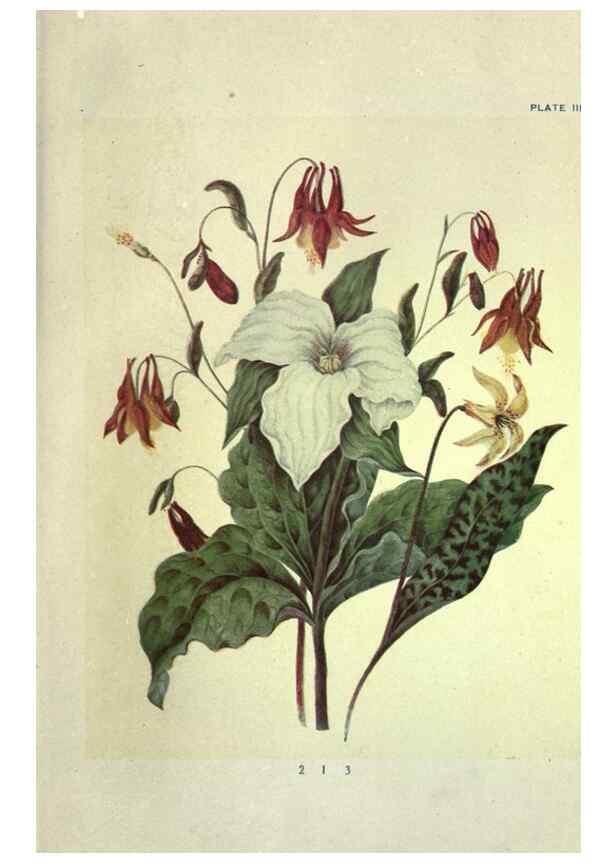 Reproducción/Reproduction 46191244224: Studies of plant life in Canada :. Toronto :W. Briggs,1906.. 