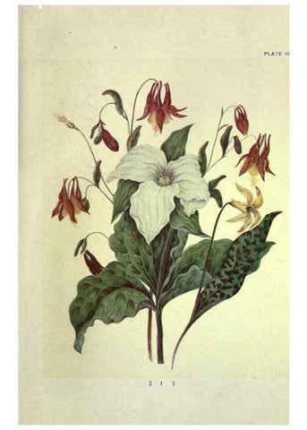 Reproducción/Reproduction 46191244224: Studies of plant life in Canada :. Toronto :W. Briggs,1906.. 