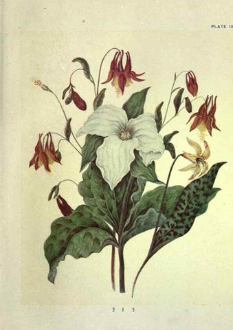 Reproducción/Reproduction 46191244224: Studies of plant life in Canada :. Toronto :W. Briggs,1906.. 