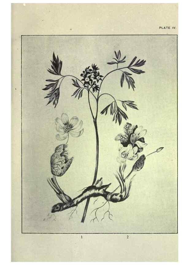 Reproducción/Reproduction 33040793688: Studies of plant life in Canada :. Toronto :W. Briggs,1906.. 