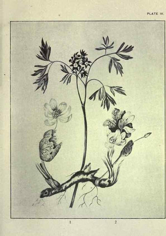 Reproducción/Reproduction 33040793688: Studies of plant life in Canada :. Toronto :W. Briggs,1906.. 
