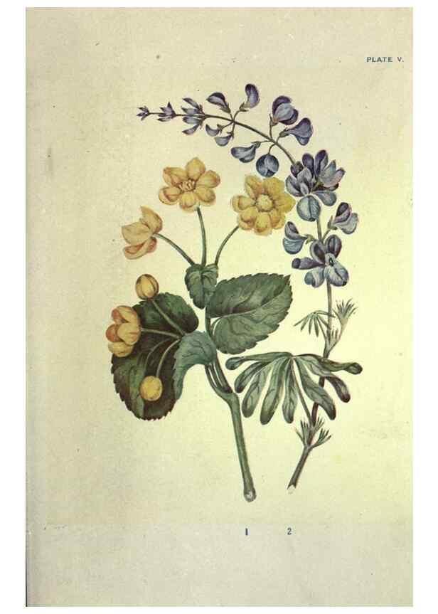 Reproducción/Reproduction 39951307743: Studies of plant life in Canada :. Toronto :W. Briggs,1906.. 