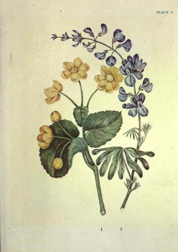 Reproducción/Reproduction 39951307743: Studies of plant life in Canada :. Toronto :W. Briggs,1906.. 