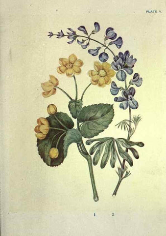 Reproducción/Reproduction 39951307743: Studies of plant life in Canada :. Toronto :W. Briggs,1906.. 