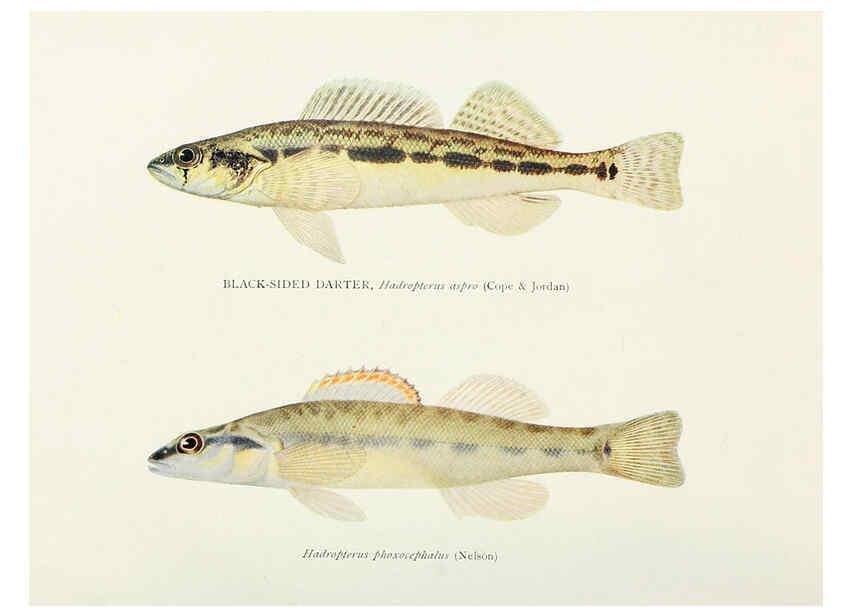 Reproducción/Reproduction 45995846525: The fishes of Illinois,. [Danville, Ill.] :Pub. by authority of the state Legislature,[1908]. 
