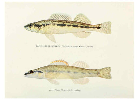 Reproducción/Reproduction 45995846525: The fishes of Illinois,. [Danville, Ill.] :Pub. by authority of the state Legislature,[1908]. 