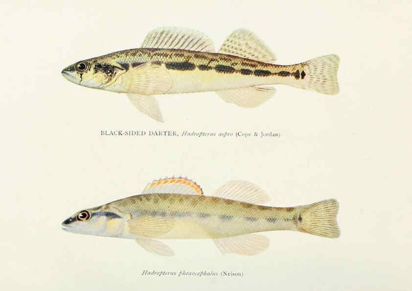 Reproducción/Reproduction 45995846525: The fishes of Illinois,. [Danville, Ill.] :Pub. by authority of the state Legislature,[1908]. 