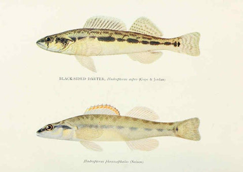Reproducción/Reproduction 45995846525: The fishes of Illinois,. [Danville, Ill.] :Pub. by authority of the state Legislature,[1908]. 