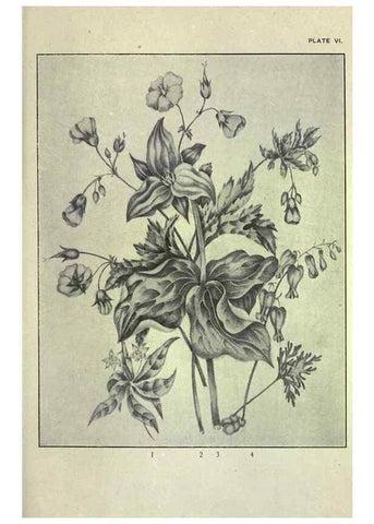 Reproducción/Reproduction 46916114431: Studies of plant life in Canada :. Toronto :W. Briggs,1906.. 
