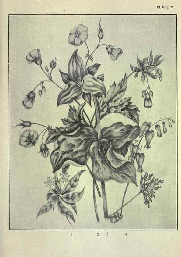 Reproducción/Reproduction 46916114431: Studies of plant life in Canada :. Toronto :W. Briggs,1906.. 