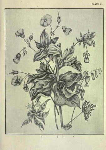 Reproducción/Reproduction 46916114431: Studies of plant life in Canada :. Toronto :W. Briggs,1906.. 