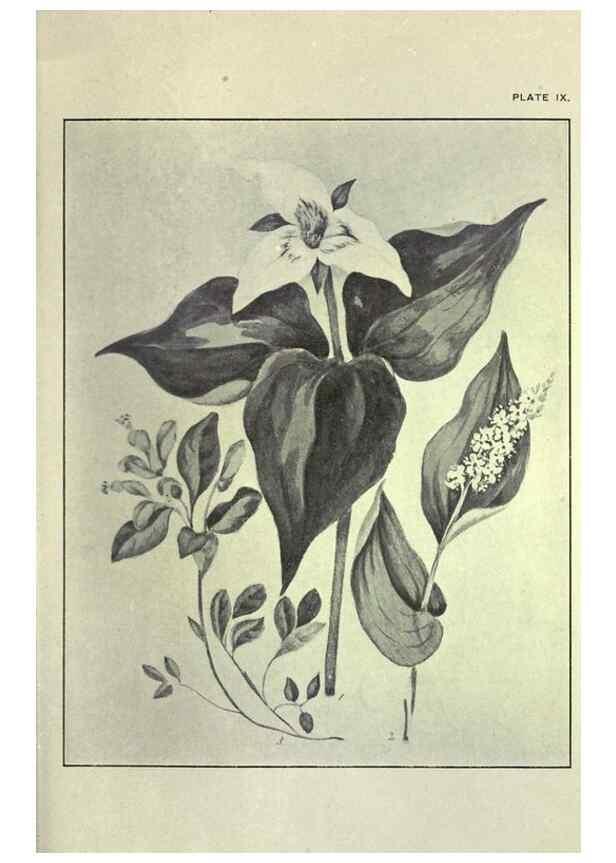 Reproducción/Reproduction 33040795748: Studies of plant life in Canada :. Toronto :W. Briggs,1906.. 